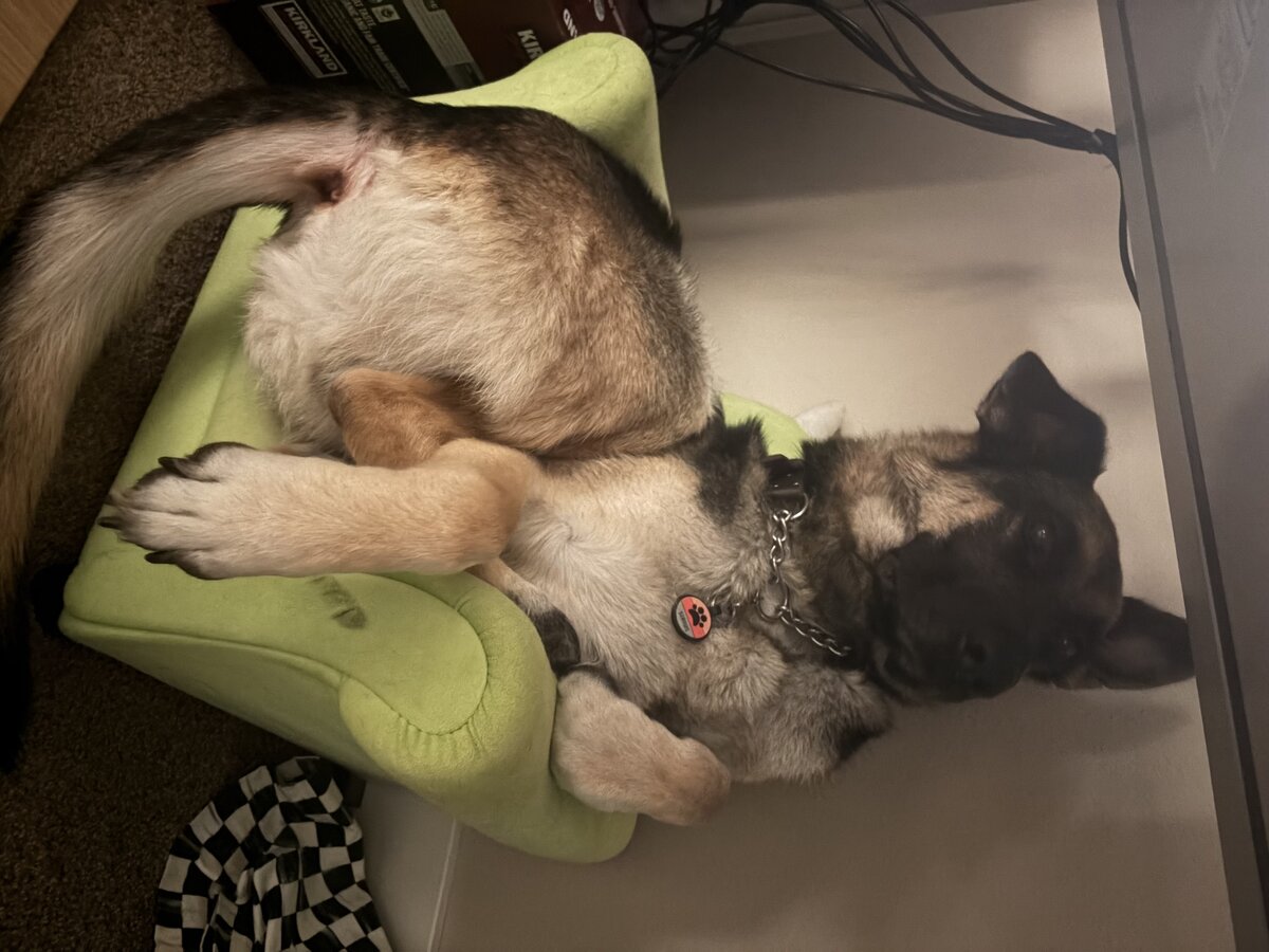 Sirius curled up on his bed