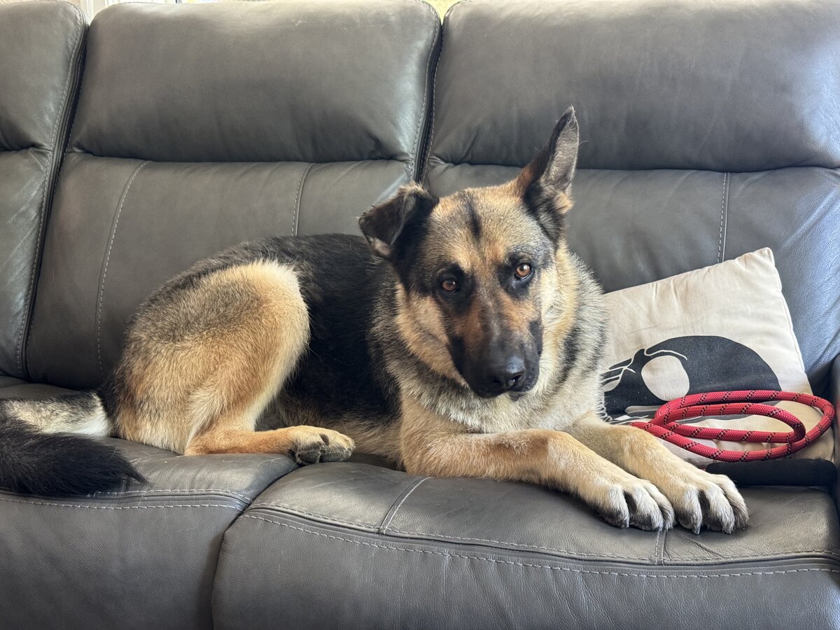 Sirius nervously sitting on the couch