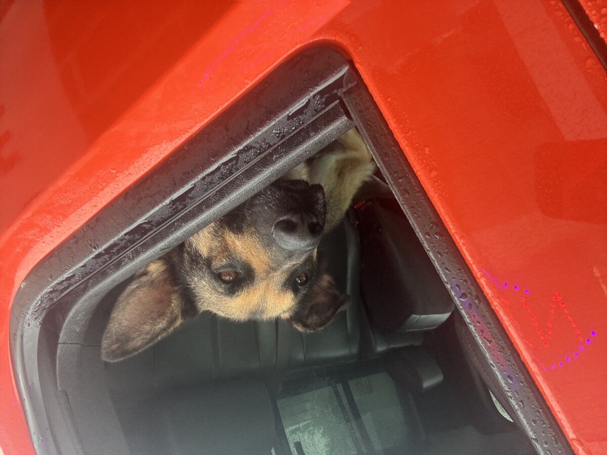 Sirius peeking out the truck window