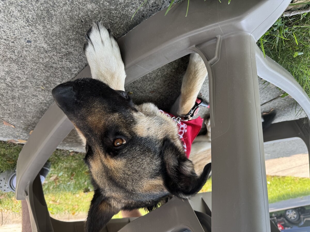 Sirius under the chair