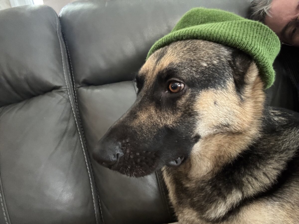 Sirius in his hat, profile