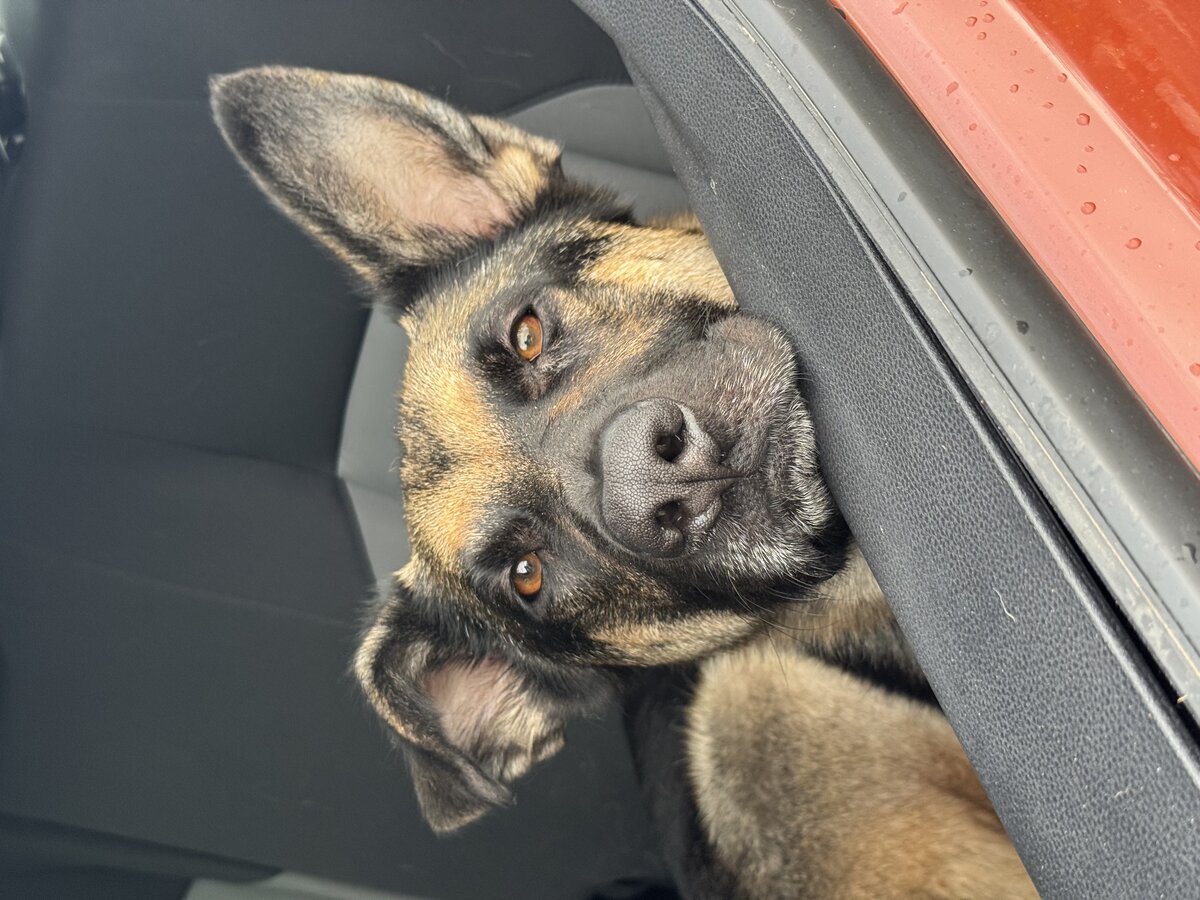 Sirius with tongue out in the car