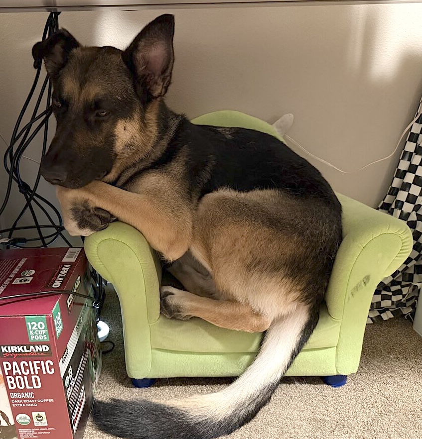 Sirius on his favorite tiny couch
